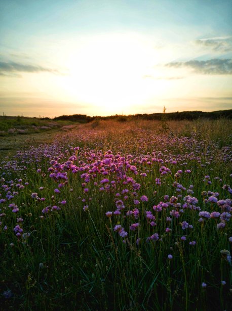 日落时的海粉花图片下载