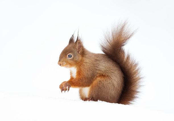 一张红色松鼠坐在雪地里的特写图片下载