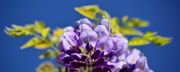 美丽的紫藤花在前景图片下载
