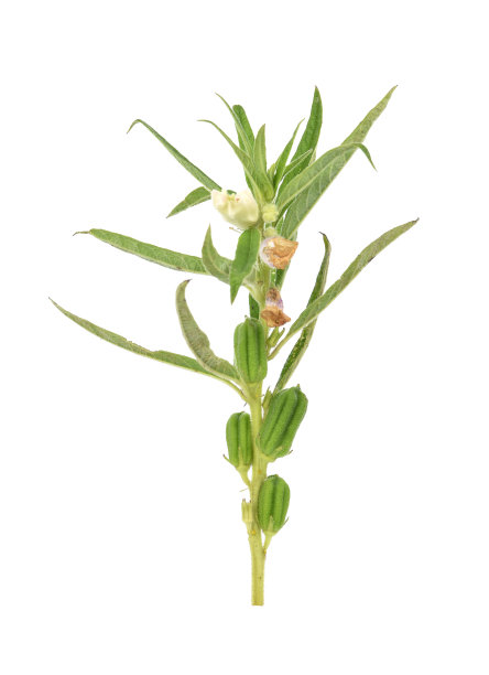 白芝麻孤立在白色背景上图片下载