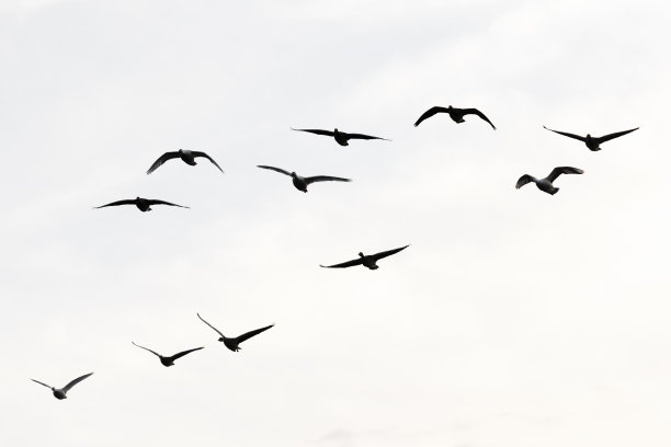 一群灰鹅图片下载