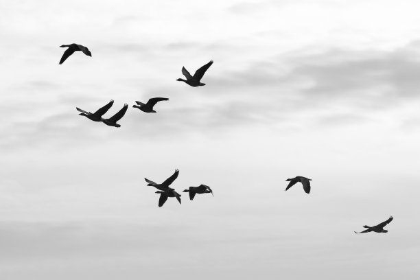 一群灰鹅图片下载