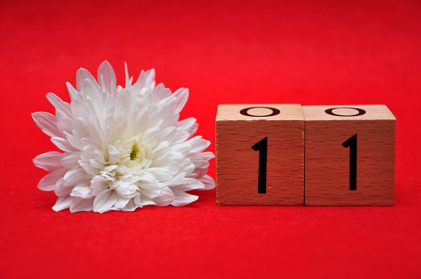 11号，红色背景下的白色雏菊图片下载