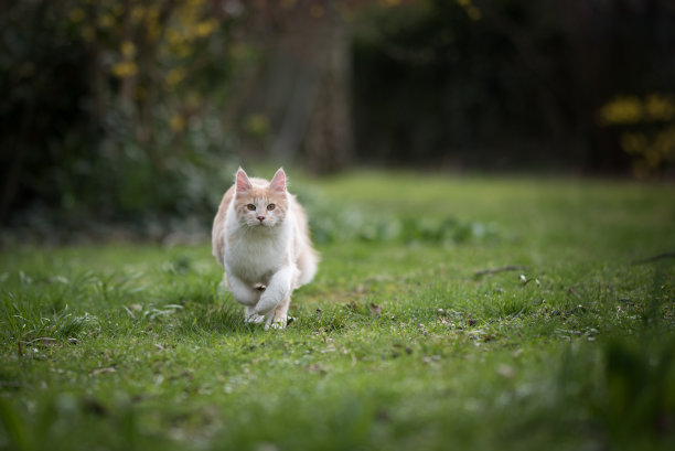 运行的猫图片下载