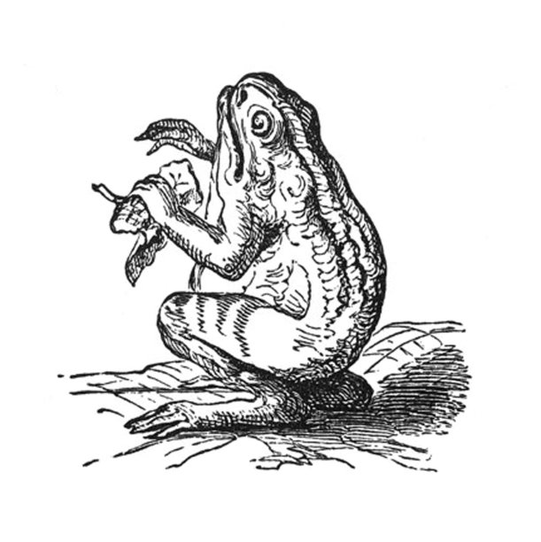 古董儿童图画书插图-青蛙图片下载