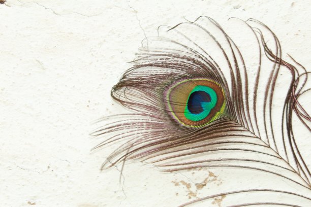 孔雀羽毛图片下载