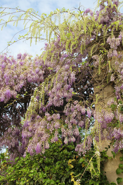 紫藤。图片下载