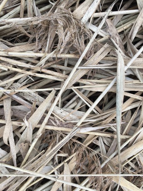 芦苇草在近处图片下载