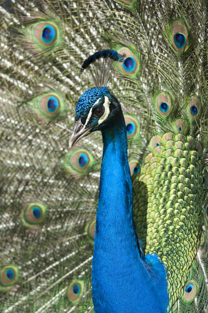 雄孔雀图片下载