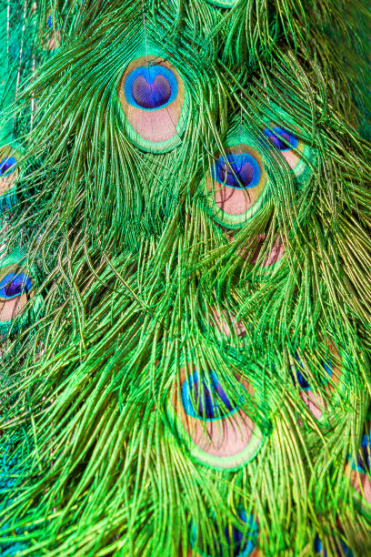 孔雀羽毛的背景图片下载