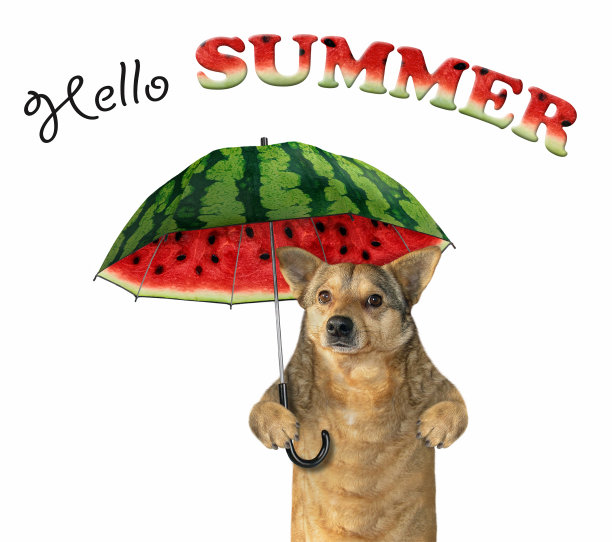 西瓜伞下的狗图片下载