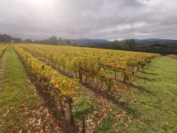 亚拉谷的葡萄酒园图片下载