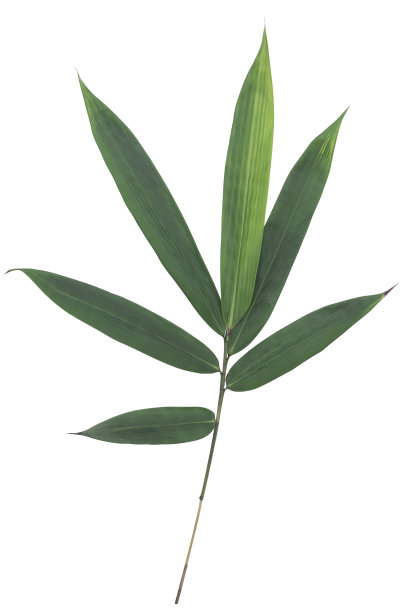 绿色竹叶孤立在白色的背景上图片下载