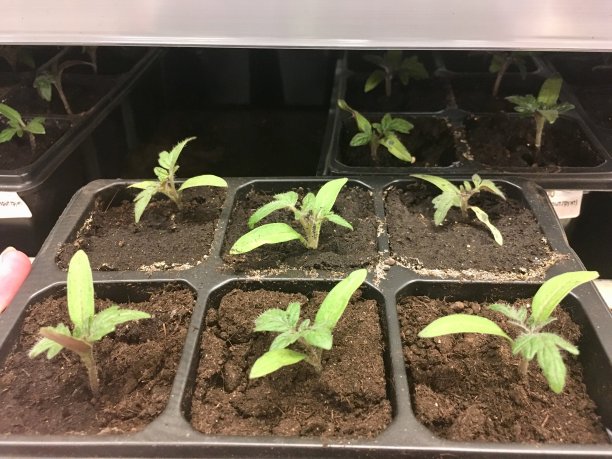 园艺、番茄幼苗图片下载