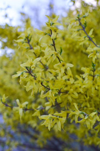 连翘上开满了花图片下载