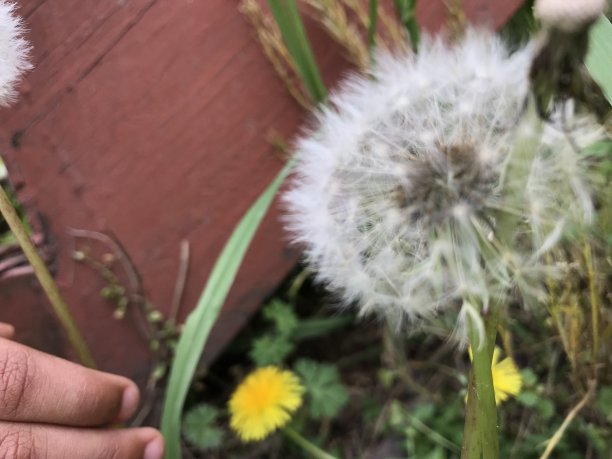 采摘野花图片下载