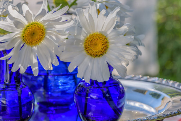 蓝色瓶子里的白色雏菊图片下载
