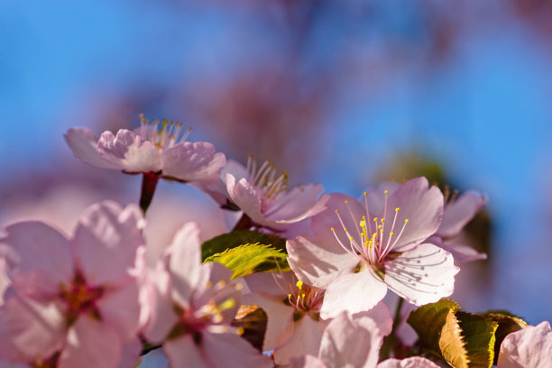 日本樱花樱花盛开。阳光下的粉红色花朵。春天花园或果园的清新和美丽。五颜六色的花的照片图片下载