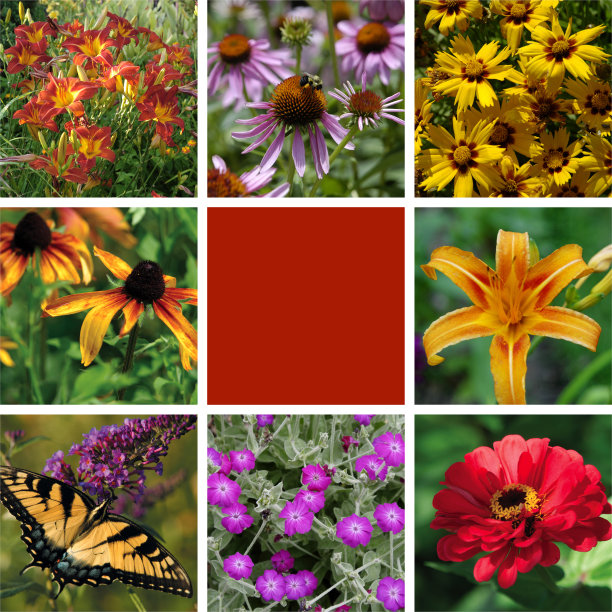 蒙太奇板的各种夏季植物和鲜花盛开的空间复制图片下载