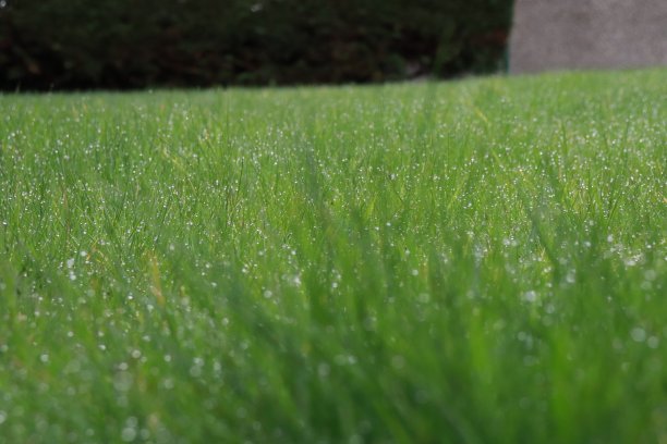 近距离观察草叶图片下载