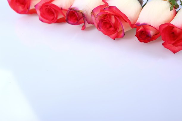 玫瑰是最受欢迎的花，用于装饰和花束。图片下载