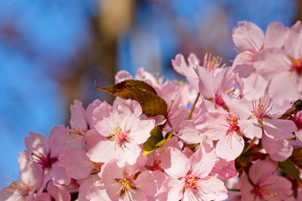 日本樱花樱花盛开。阳光下的粉红色花朵。春天花园或果园的清新和美丽。五颜六色的花的照片图片下载
