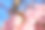 日本樱花樱花盛开。阳光下的粉红色花朵。春天花园或果园的清新和美丽。五颜六色的花的照片图片下载