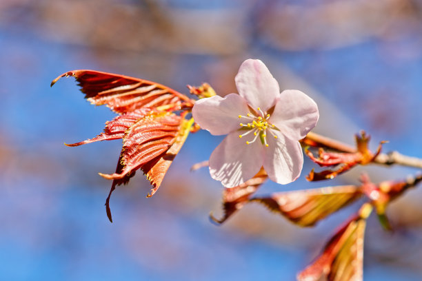 日本樱花樱花盛开。阳光下的粉红色花朵。春天花园或果园的清新和美丽。五颜六色的花的照片图片下载