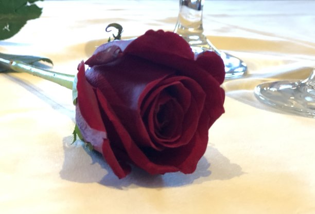 红玫瑰在桌子上的特写图片下载