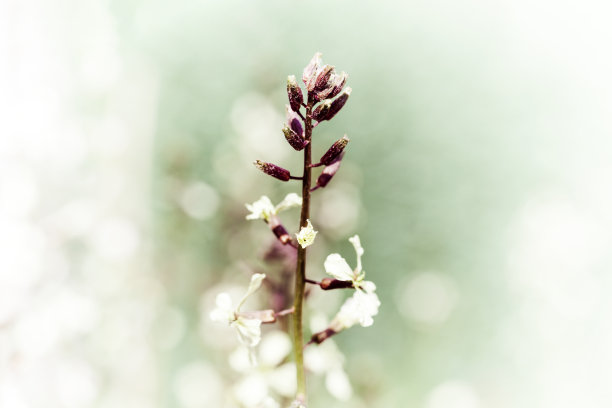 春天的花蕾，观赏梅树图片下载