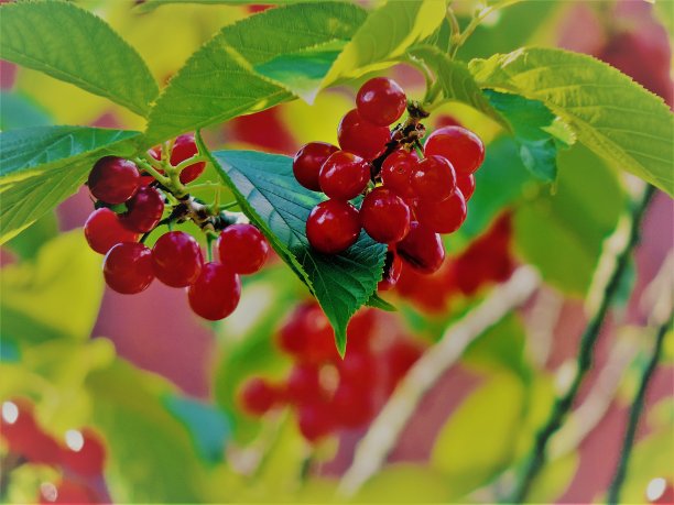 樱桃。放大照相。图片下载