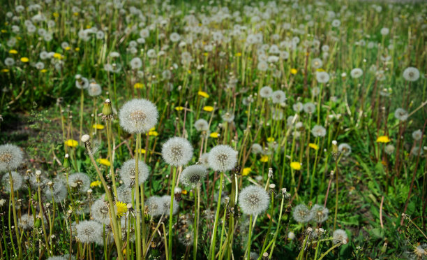 草地上的蒲公英图片下载