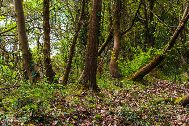 森林里的狗图片下载