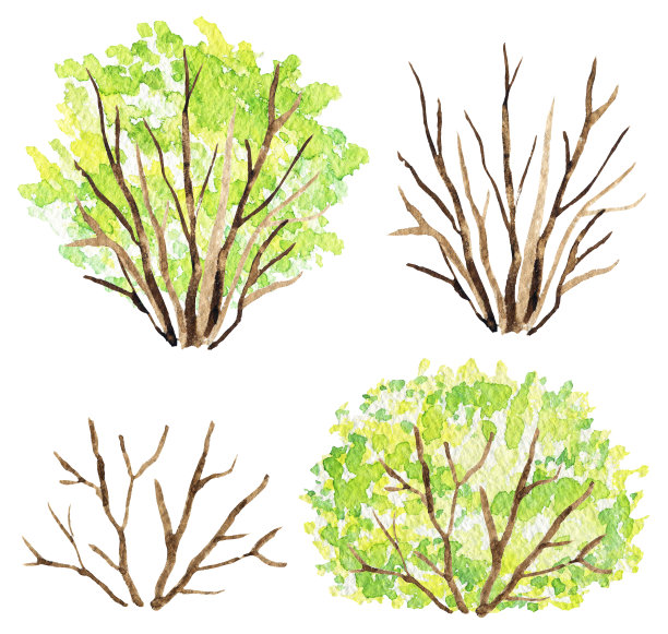水彩画的灌木有和没有绿色的叶子图片下载