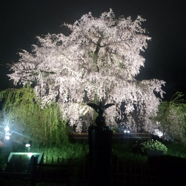 照亮樱花树图片下载