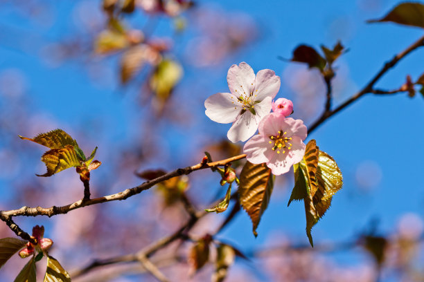日本樱花樱花盛开。阳光下的粉红色花朵。春天花园或果园的清新和美丽。五颜六色的花的照片图片下载