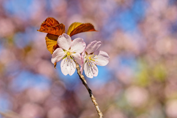 日本樱花樱花盛开。阳光下的粉红色花朵。春天花园或果园的清新和美丽。五颜六色的花的照片图片下载