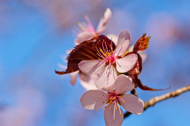 日本樱花樱花盛开。阳光下的粉红色花朵。春天花园或果园的清新和美丽。五颜六色的花的照片图片下载