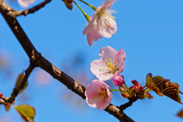 日本樱花樱花盛开。阳光下的粉红色花朵。春天花园或果园的清新和美丽。五颜六色的花的照片图片下载