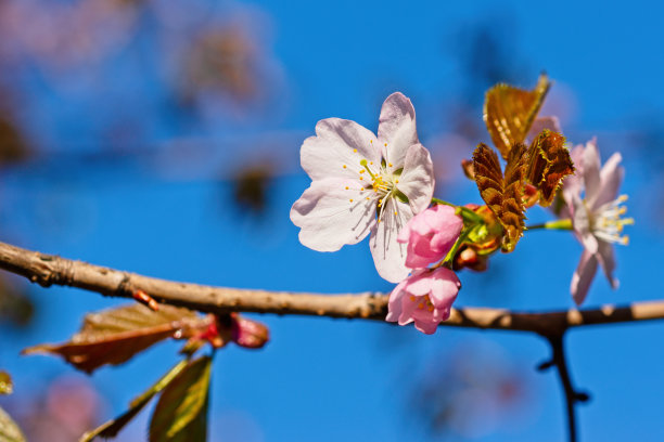 日本樱花樱花盛开。阳光下的粉红色花朵。春天花园或果园的清新和美丽。五颜六色的花的照片图片下载