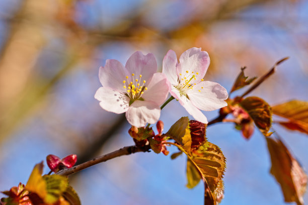 日本樱花樱花盛开。阳光下的粉红色花朵。春天花园或果园的清新和美丽。五颜六色的花的照片图片下载