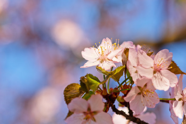 日本樱花樱花盛开。阳光下的粉红色花朵。春天花园或果园的清新和美丽。五颜六色的花的照片图片下载