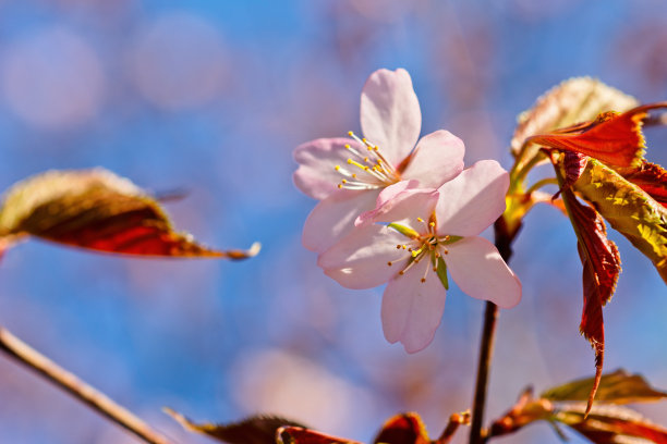 日本樱花樱花盛开。阳光下的粉红色花朵。春天花园或果园的清新和美丽。五颜六色的花的照片图片下载