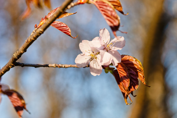日本樱花樱花盛开。阳光下的粉红色花朵。春天花园或果园的清新和美丽。五颜六色的花的照片图片下载