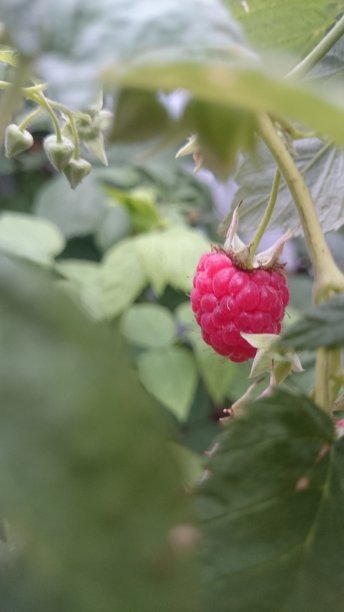 手机上的树莓特写镜头图片下载