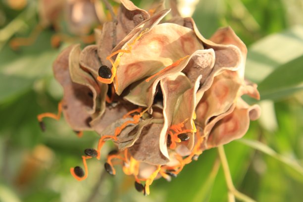 金合欢水果图片下载