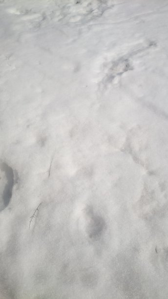 洁白的雪花在阳光下闪闪发光图片下载