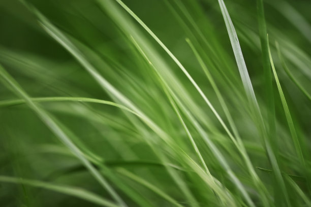 变化的照片与绿色，年轻和新鲜的春天草的柔和和模糊的背景。自然背景图片下载