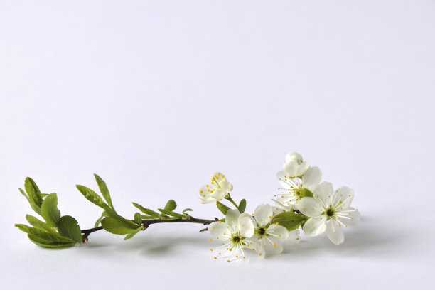 白色的花朵图片下载