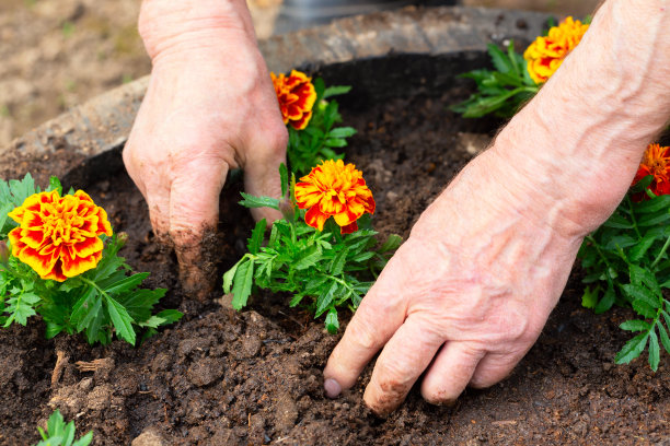 老人的手在花坛的土壤里种一朵花。生态春的背景概念。图片下载